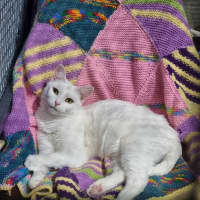 Photo of Indi