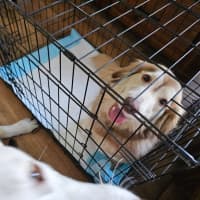 Photo of Maggie