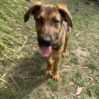 Photo of Emerald   5 Month Old German Shepherd X