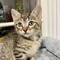 Photo of Bandit