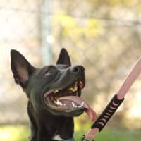 Photo of Stimpy