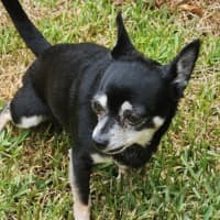 Photo of Tilly