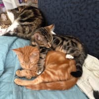 Photo of Roy Harper **2nd Chance Cat Rescue**