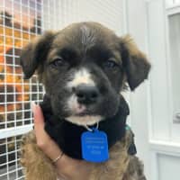 Photo of Dennis Reynolds 