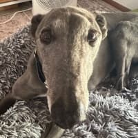 Photo of Doc The Greyhound