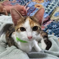 Photo of Honey