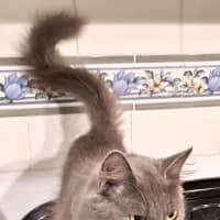 Photo of Violet 