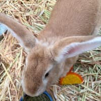 Photo of Ranger