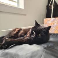 Photo of Leonard The Chatty Gentleman