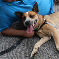 Photo of Pepsi