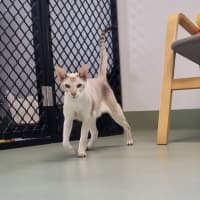 Photo of Astra