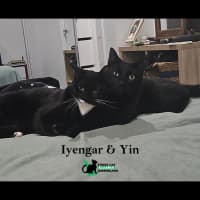 Photo of Yin
