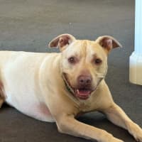 Photo of Topaz   7 Year Old Staffy