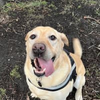 Photo of Arlo
