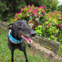 Photo of Jay, The Greyhound