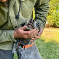 Photo of Shady   4 Year Old Cattle Dog