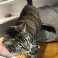 Photo of Tabby