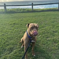 Photo of Maple