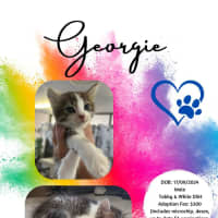 Photo of Georgie
