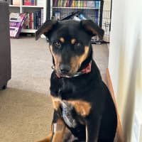 Photo of Louie