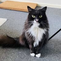 Photo of Kormos   Located In Thornbury