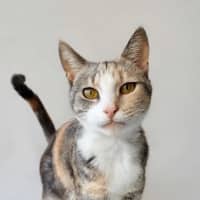 Photo of Lady Marmalade 