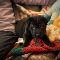 Photo of Flint