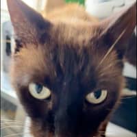 Photo of Shadie (Assisted Rehome)