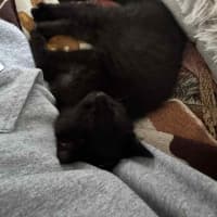 Photo of Pixie & Rocky