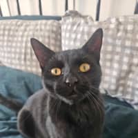 Photo of Sirius ❤️