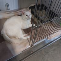 Photo of Special Needs Papa