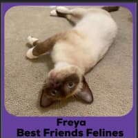 Photo of Freya 