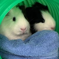 Photo of Kazoo & Trumpet