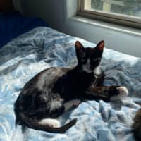 Photo of Fig