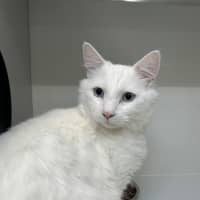 Photo of Ghostie