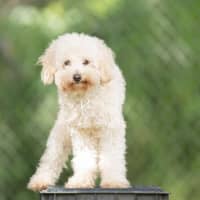 Photo of Lenny