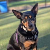 Photo of Bella
