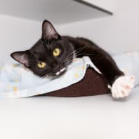 Photo of Tuna