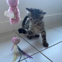 Photo of Pom Pom Meet Me @Petstock Mornington Nepean Hwy 