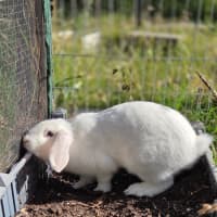 Photo of Gidget 