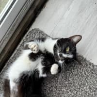 Photo of Smudge   1.5 Year Old Domestic Short Hair