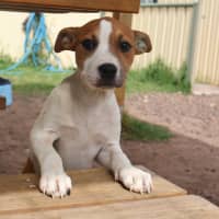 Photo of Poppy
