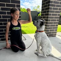 Photo of Chilli   5 Month Old Cattle Dog X (Trial)