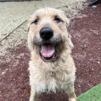Photo of Penny