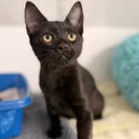 Photo of Bagheera