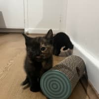 Photo of Evie