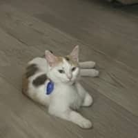 Photo of Butterscotch 