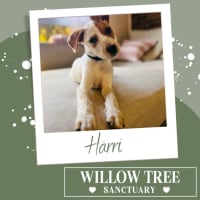 Photo of Harri