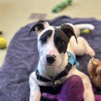 Photo of Louie