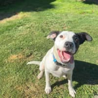 Photo of Penny